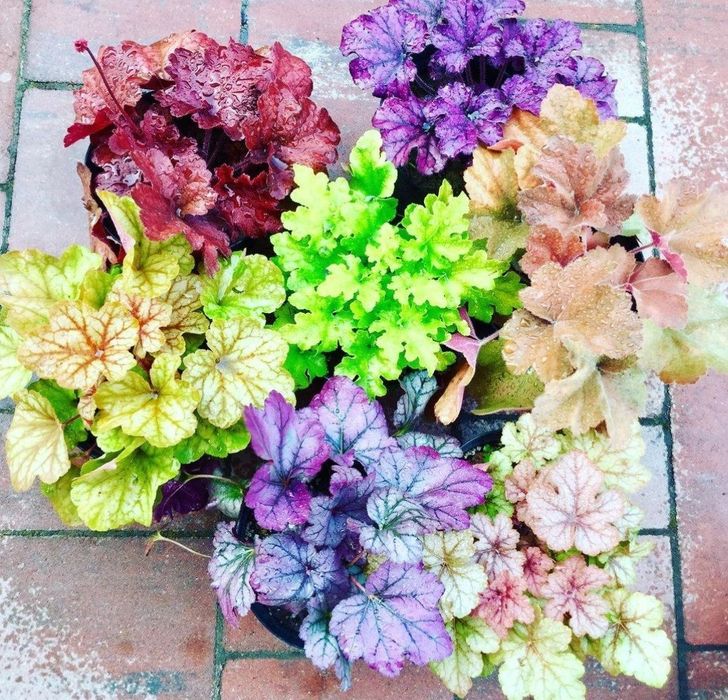 Гейхеры многолетние растения