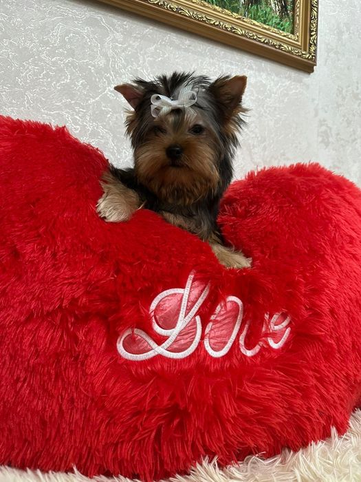 Йоркширский терьер мальчик