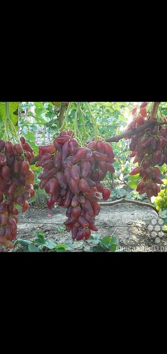 Саженцы винограда