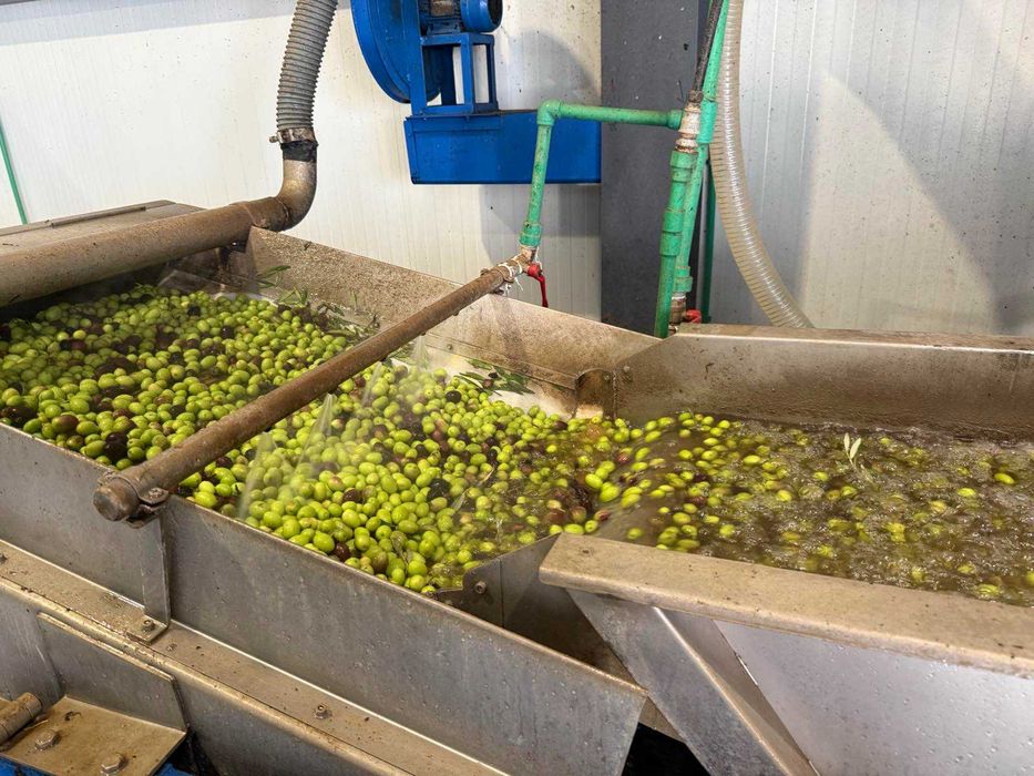 Домашен зехтин – реколта 2025 | студено пресован | 5 кг тенекия