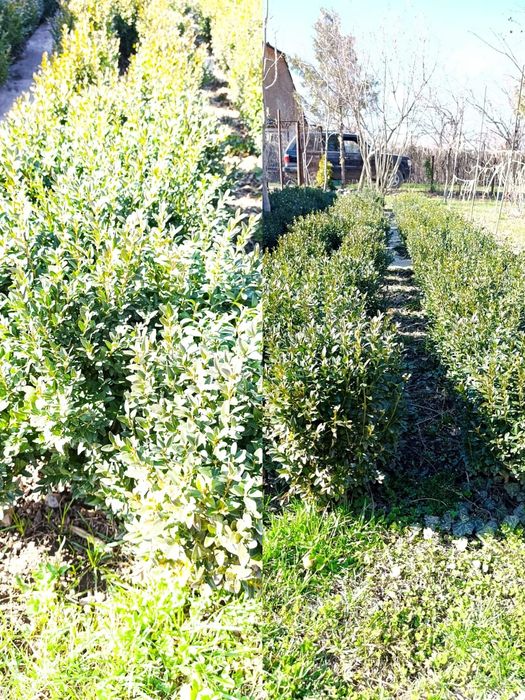 Продаётся Самшит