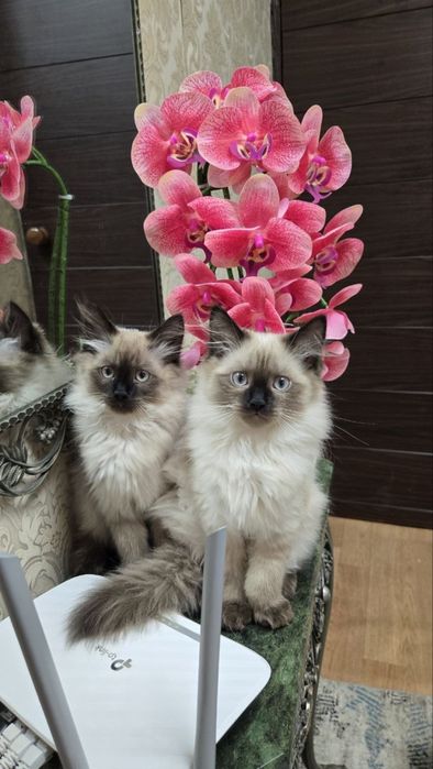 Продаются Сиамские котята