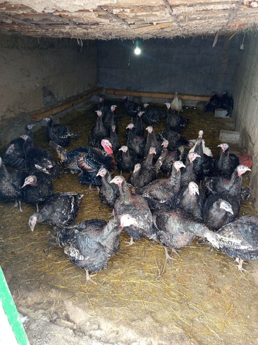 Ундуктер сатылады