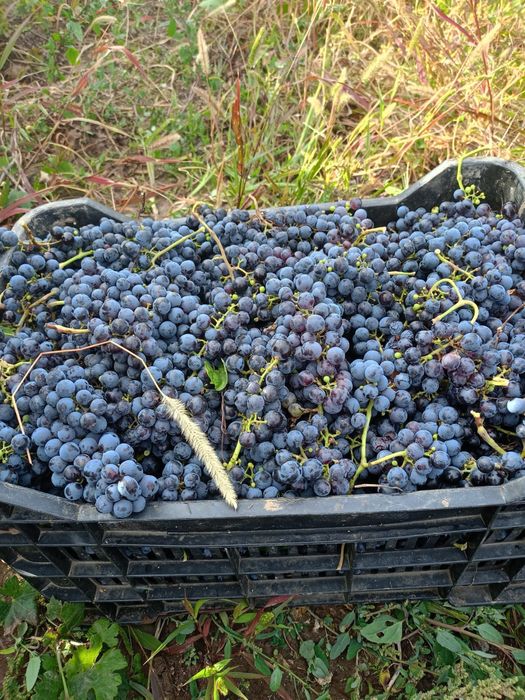 Vand struguri de vin