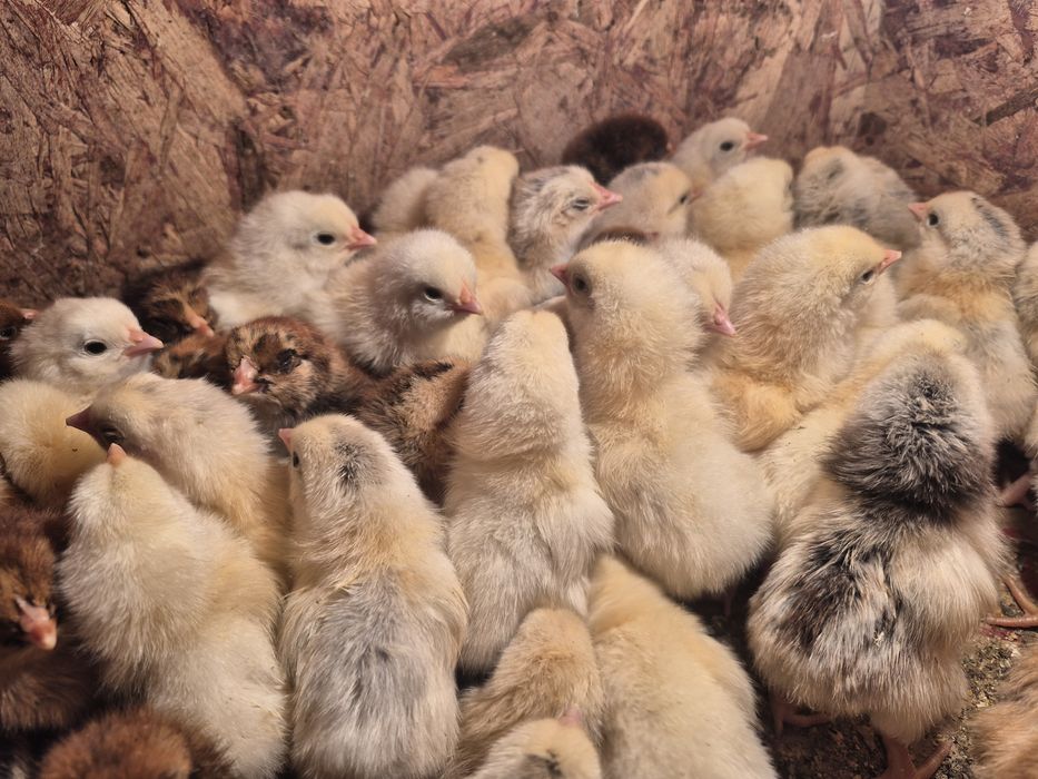 Цыплята,Балапандар.