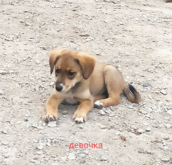 Отдам бесплатно щенка девочку