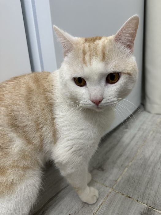 Мальчик породистый