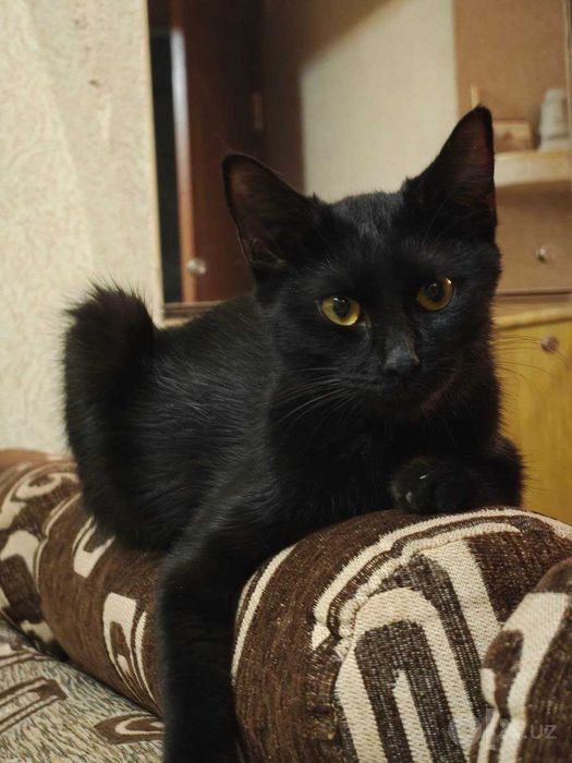 Ласковая кошечка Юла, 6–8 месяцев, в добрые руки