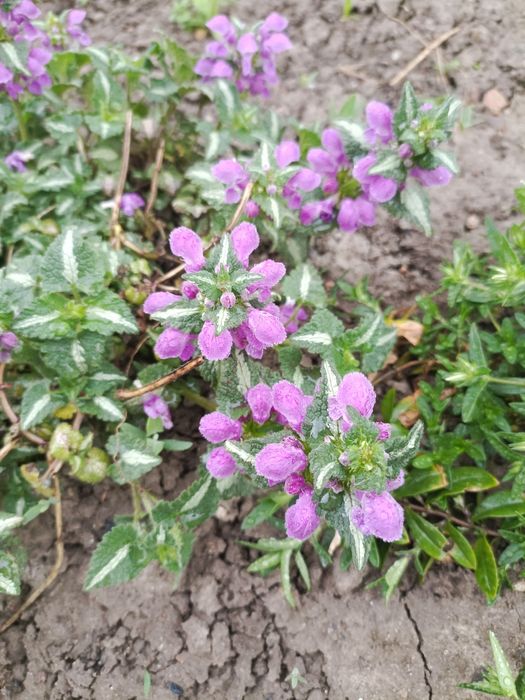 Цветы для сада Тараз