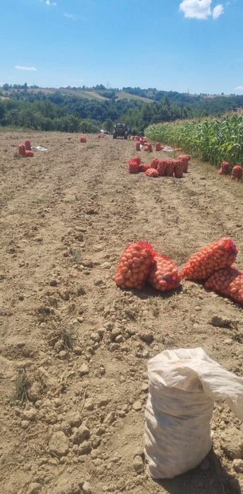 De vânzare cartofi albi de consum si de sămânță