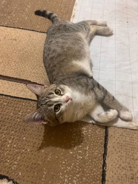 Отдадим в добрые и ответственные руки красивого котёнка