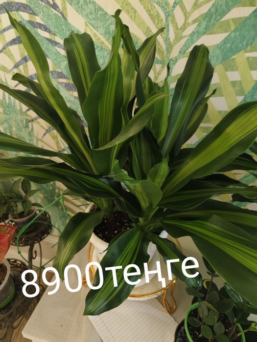 Цветы адаптировный