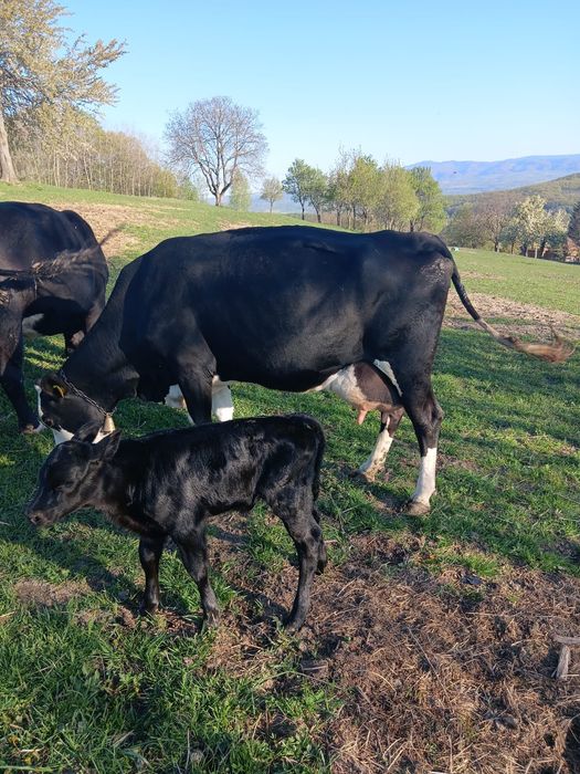Vând vaca cu lapte fatata recent
