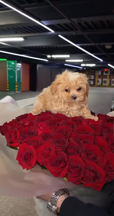 Нежные Щенки Мальтипу Ф1 мини!