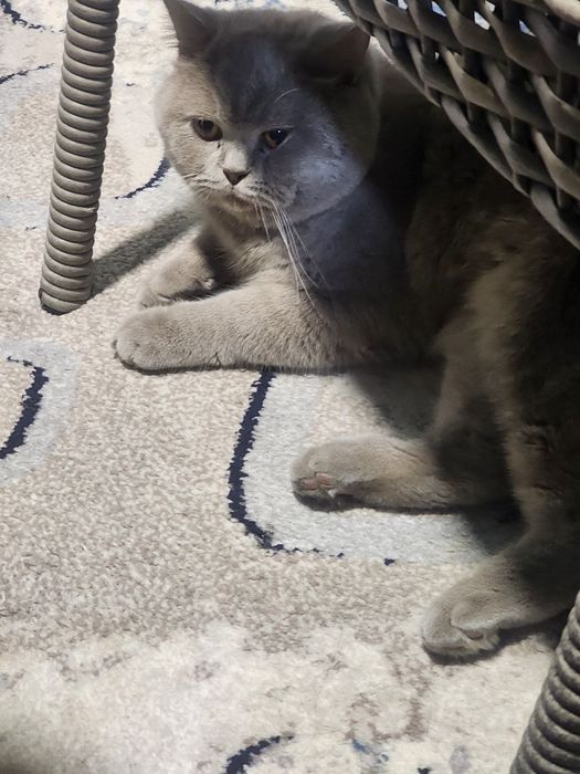 Вязка кошек с документами