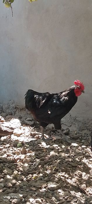 Rumin avstralop xoʻroz tovuq