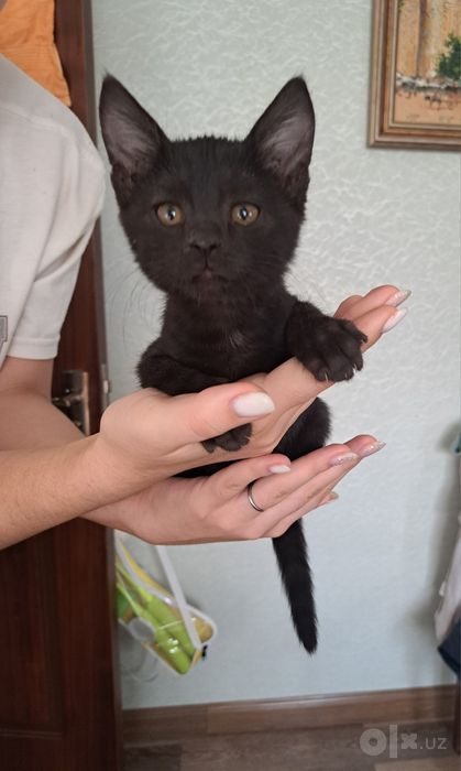 котята совершенно здоровый мальчик 2 месяца очень умный малыш