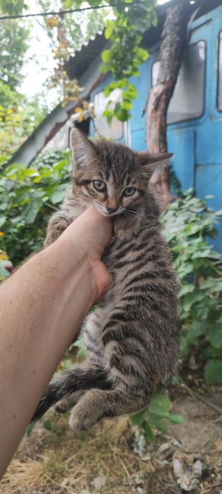 Мурлыкающие комочки счастья ищут дом