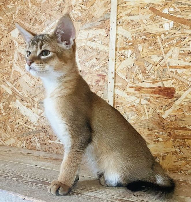 Аби и Чаузи SBT готовы к переезду