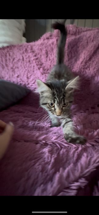 Котёнок ищет хозяев