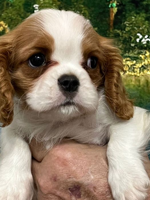 Очаровательные щенки кавалер кинг чарльз спаниель