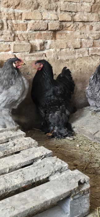 Cocosi cochinchina urias