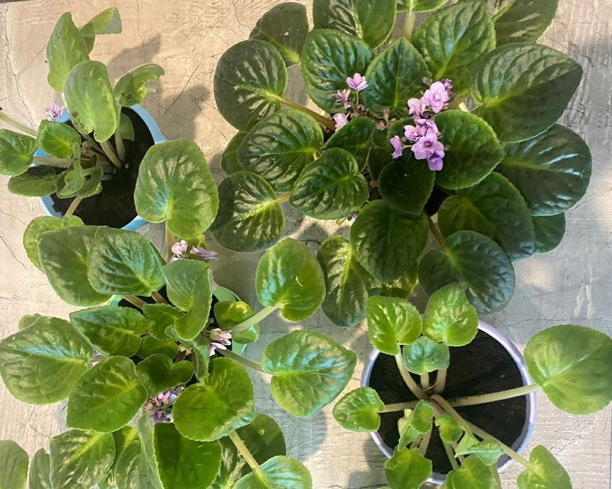 Продам комнатные цветы