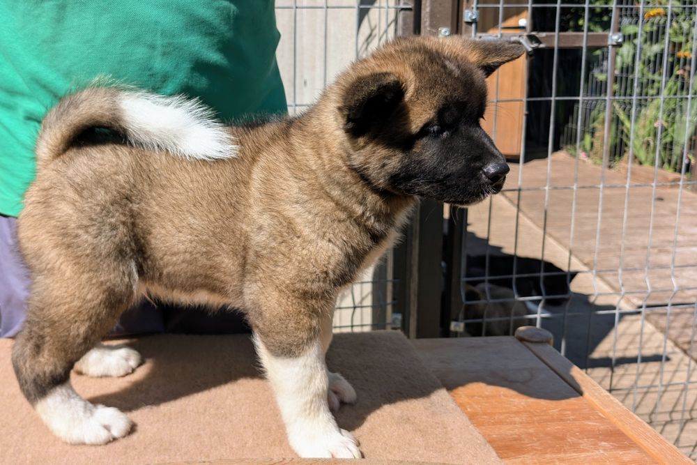 Mascul Akita American din canisa