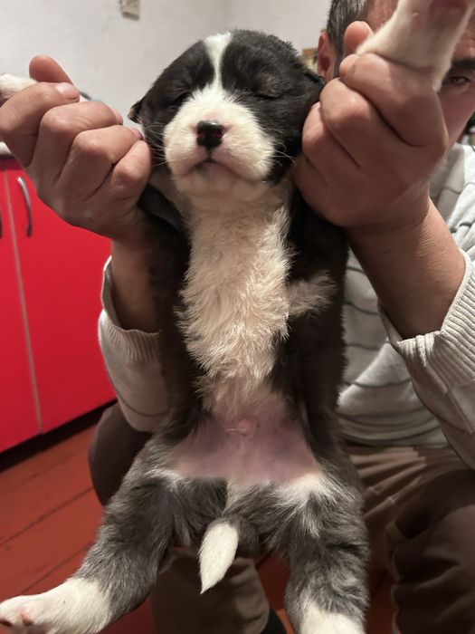 Қаратау қаласында тұр