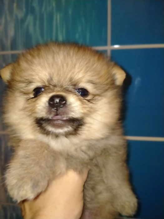 Померанский шпиц