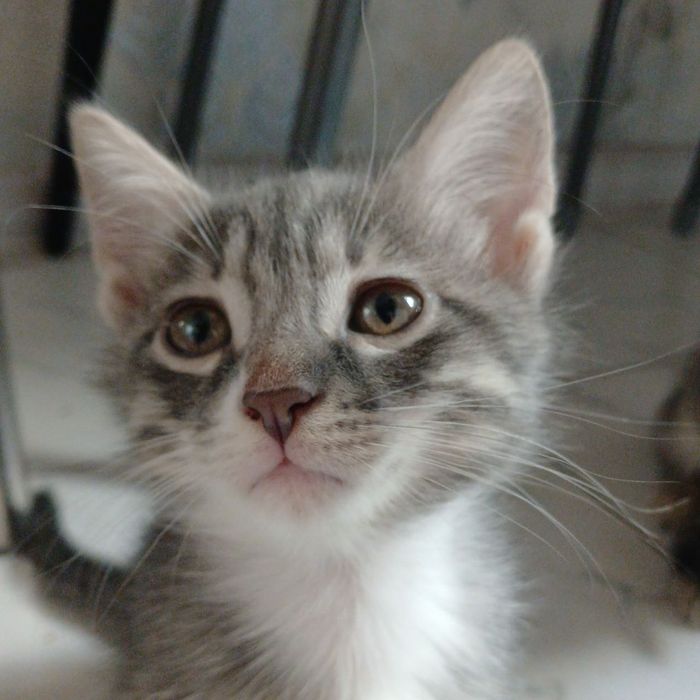 Отдам даром красивых котят.