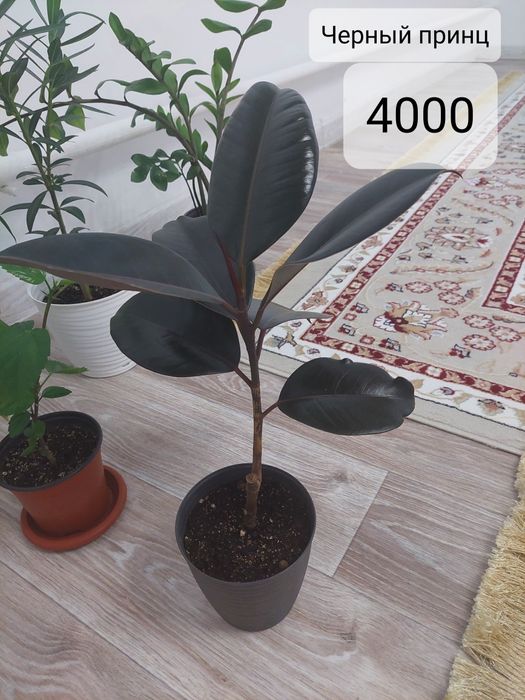 Комнатные растение