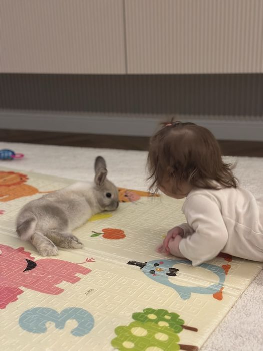 Продам декоративного кролика