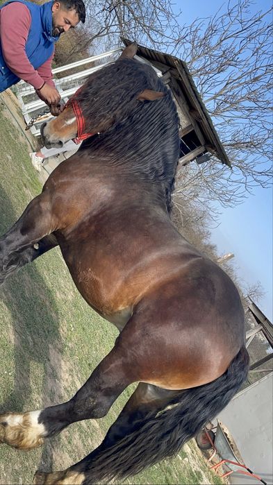 Armasar ardenez 3 ani de monta!