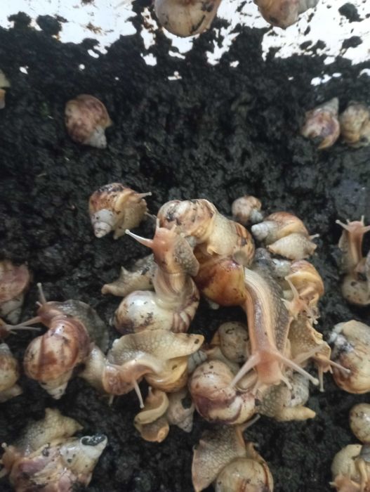 Улитки ахатины -домашние питомцы