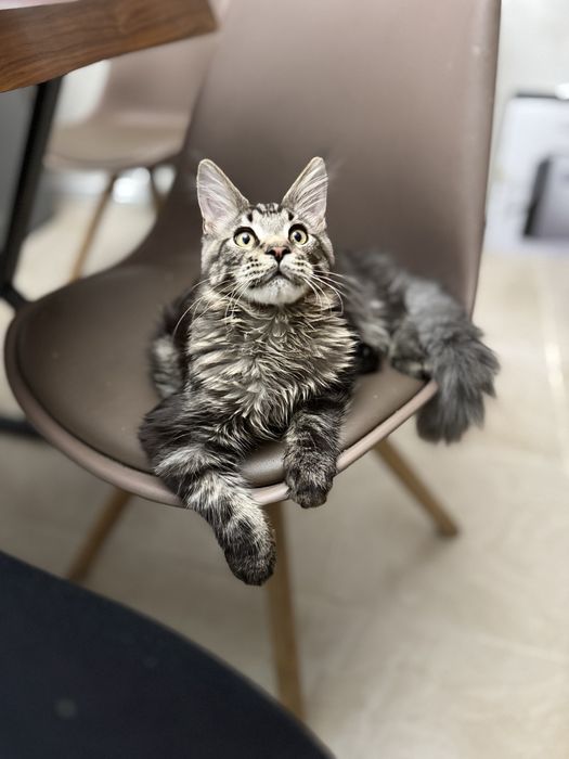 Мейнкун кот молодой