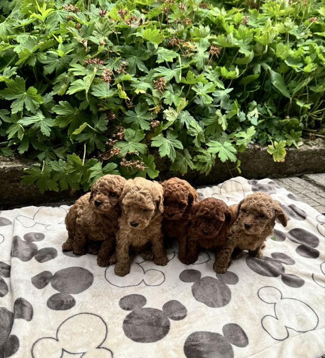 Той пудел Toy Poodle