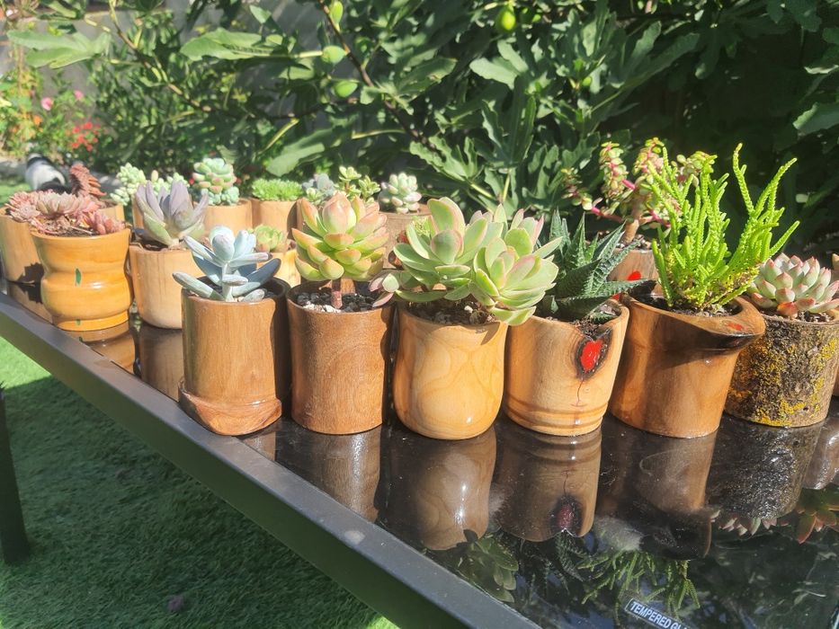 Marturii nunta si ghivece handmade cu plante suculente