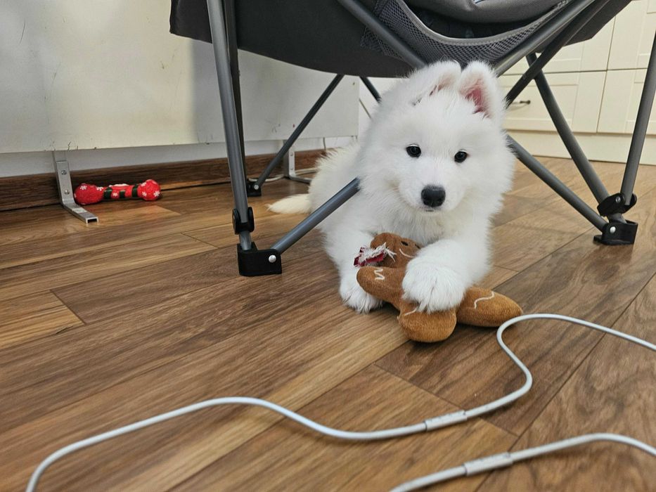 Продавам кученца Сибирски Самоед