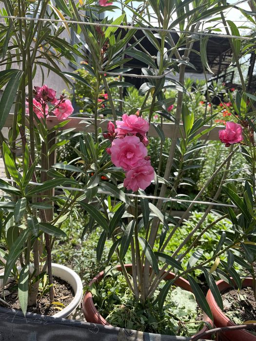 Комнатные цветы