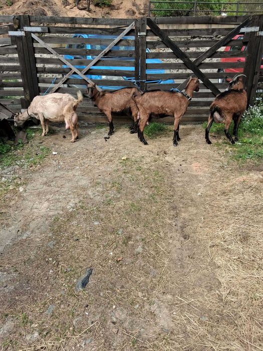 Vand capre rasa alpin francez si saanen la prima fatare