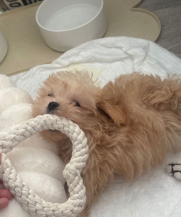 Щенок мальтипу Ф1