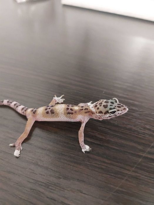 Геккон эублефар с террариумом 50 000