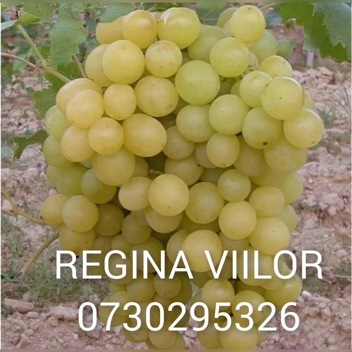 De vânzare Butași viță de vie Altoita și Hibrida direct de la PRODUCĂT