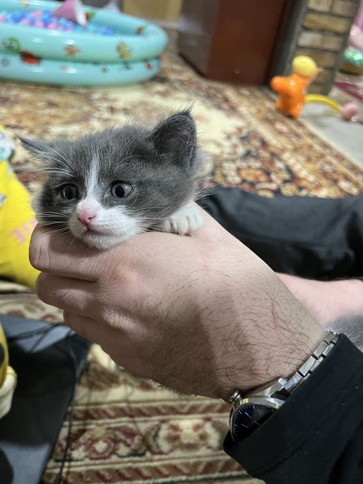 Котёнок в хорошие руки