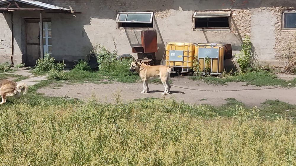 Продаются щенки САО