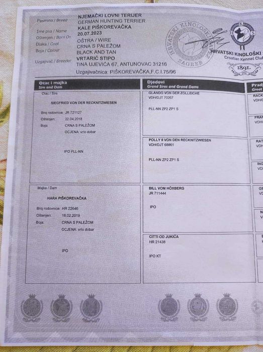 Немски ловен териер - чистокръвно