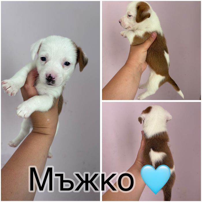 Джак ръсел териер