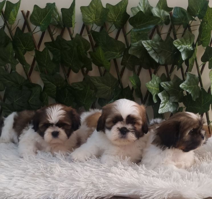 Ши Тцу Shih Tzuu