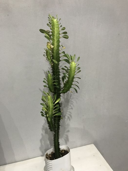 Продам кактусы. Большой выбор!